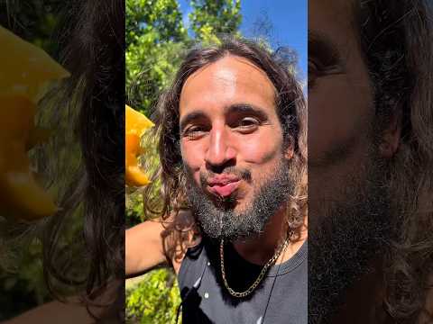 Star Fruit one of the most prolific tropical fruit trees! #homestead #grow #food