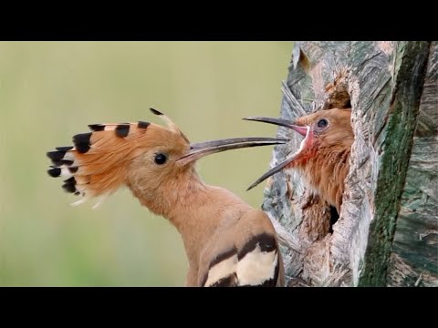 Woodpecker with Supernatural and Mysterious Abilities