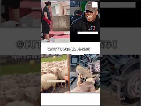 cute animals funny video trending shorts 🥰 #funnycomedyshort #cuteanimalsfunnyvideos #funnycomedys