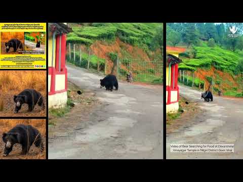 Video of Bear Searching for Food at Devarsholai Vinayagar Temple in Nilgiri District Goes Viral