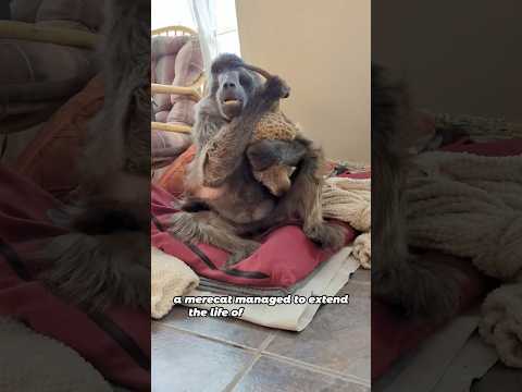 The meerkat became the life of the party for the baboon#animals #meerkat  #cute #friendship #shorts
