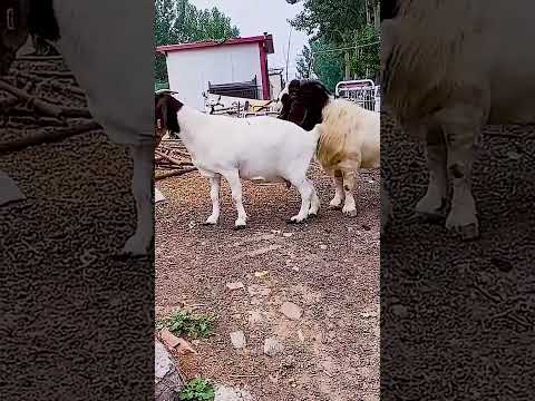 The backup boys are starting to go into battle 2350