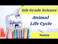 Metamorphosis Life Cycle Concepts