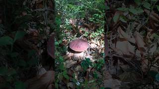 boletus pinophilus💜