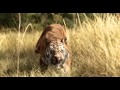 Trailer 2 do filme The Jungle Book