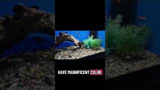 Spotlight Post: kohaku guppy #trending #aquarium #fyp