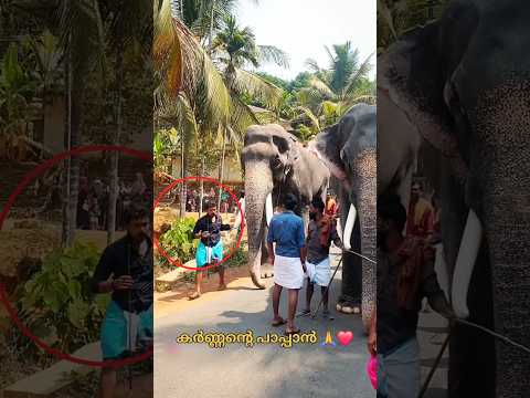 നല്ലൊരു പാപ്പാൻ 🥵🥰🙏#shorts #trending #karnan #aana