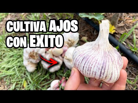 7 ERRORES Cultivando AJOS!! 🧄 Mis TRUCOS Y CONSEJOS Para Cosechar TONELADAS | La Huerta de Ivan