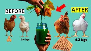 Instant BROILER FATENNER and Double EGG LAYING ORGANIC JUICE Formula | 100% NATURAL (Pumpkin Juice)