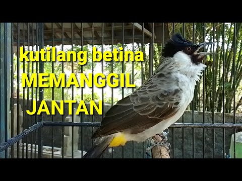 suara burung kutilang betina memanggil jantan, Ampuh buat pancingaj kutilang