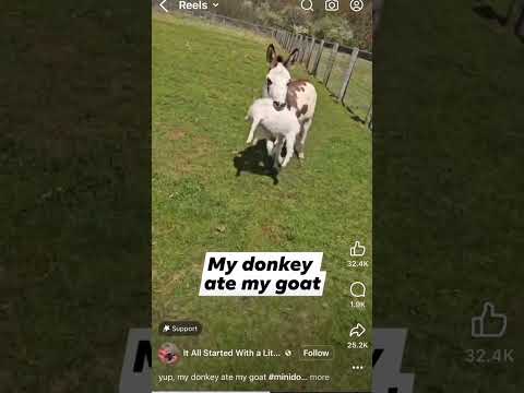 949 Designs tried stealing Joe Durbins screaming goat. @949Designs @JoeDurbin #viralvideo #funny