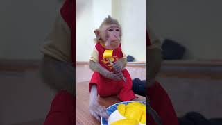 Owner Brought New Monkey Home😍❤️
