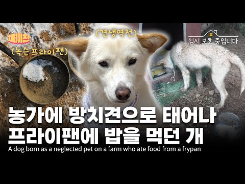 아무도 오지 않는 농장에 방치되어 있던 강아지 A Dog Abandoned on a Farm Where No One Came