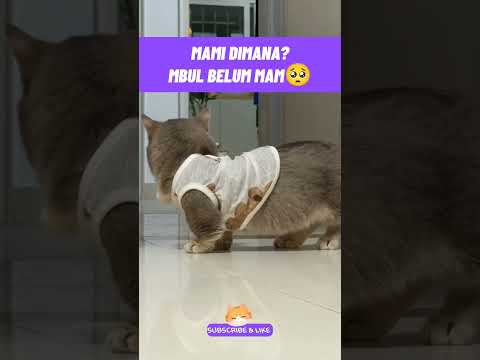 mami dimana? mbul belum mam🥺#kucinglucu #kucingmeongmeong #funnycats #cutecat #catmemes