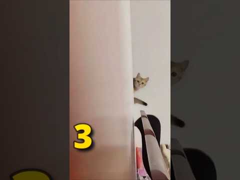 Cats Are Actual Ninjas ð Part 2