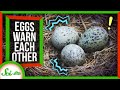 Egg Communication and Survival Strategies