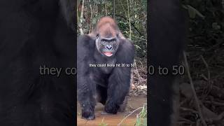 100 Men vs 1 Gorilla... But What About Pull-Ups?