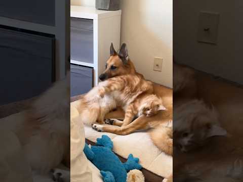 Cat and dog are best friends 🥰🥰#dog #cat #funny #pets #love