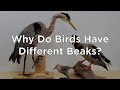 Exploring the Diversity of Bird Beaks