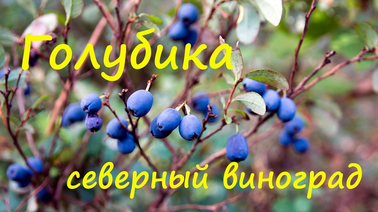 Северный виноград - голубика