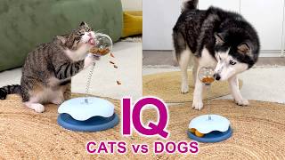 Watch These Husky and Cats Solve a Tricky Game! New IQ Test