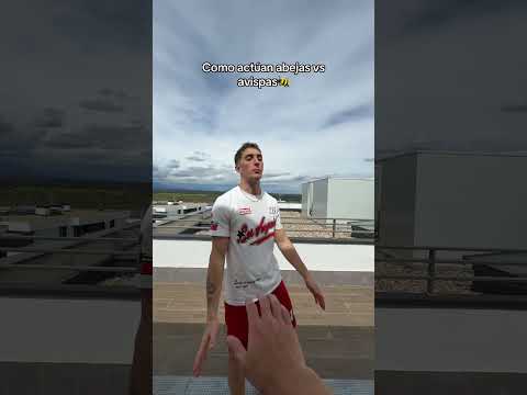 Como actuan abejas vs avispas #shorts #viral