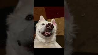 Great Pyrenees cuteness 🤗🐶