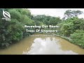Conservation and Importance of Swamp Forests
