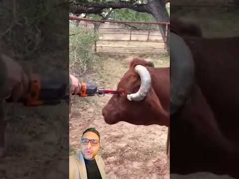 ازالة قرون بقرة غريبة #shorts