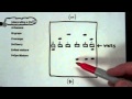 Molecule Movement in Gel Electrophoresis