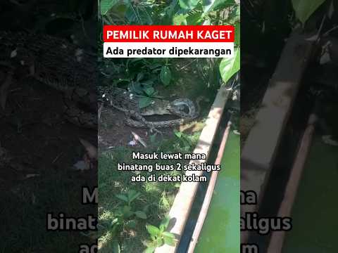 Buaya masuk pemukiman harus ditangkap