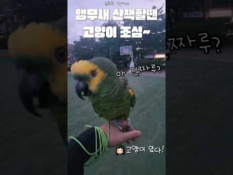 [수리] 고양이 본 앵무새 반응 / 마지막이 킬포🤣 / #말하는앵무새 #amazonparrot