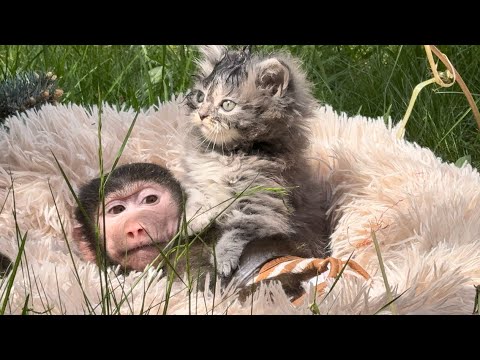 Котенок Мона умывает и себя и маленького Финика, а Анфиса радуется жизни)