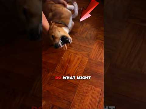 Dog Lovers Most Heartbreaking Moment!!!💔😱🐶