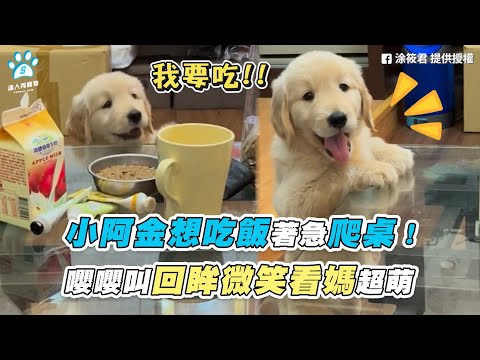 【小阿金想吃飯著急爬桌！ 嚶嚶叫回眸微笑看媽超萌】｜網友 / 涂筱君｜TikTok / minnie.j_golden