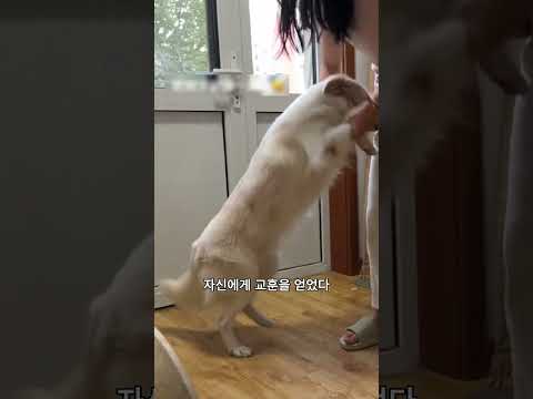 개가 주인의 스윕에 능숙하게 대응합니다!