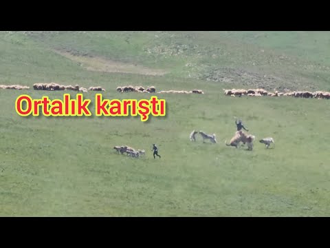 SÜRÜ KÖPEKLERİ KARŞILAŞTI ~ORTALIK FENA KARIŞTI ~KEŞ VE BARUT BASKINA GİTTİ