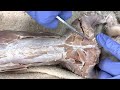 Rabbit Leg Muscles and Functions