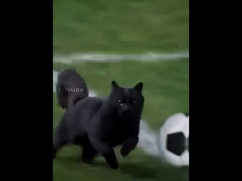 Ronaldo X Cat 😂