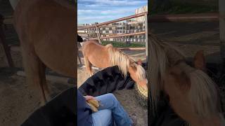 Update! #miniature #horse #equestrianjourney #equestrian #pony