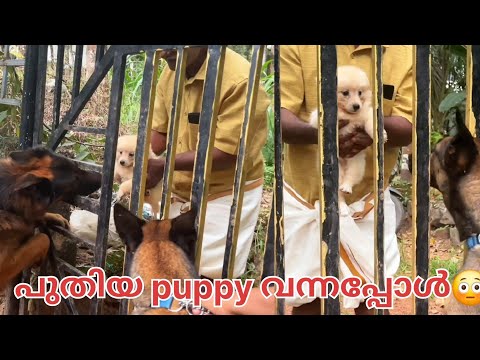 അതിഥിയെ ഒന്നു വിരട്ടിയേക്കാം.... അല്ല പിന്നെ!😡|LeoLaika|Chottuz #leo #laika #reaction