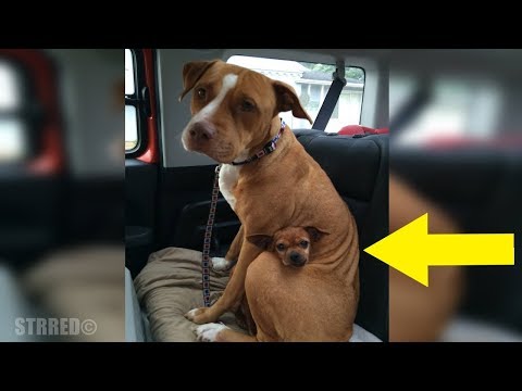 Hombre fue a adoptar a esta Pit Bull de un refugio, pero ella se negó a salir sin su mejor amigo.