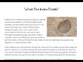 Index Fossils and Geological Dating