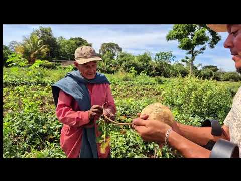 cortando jícama en Santa Ana