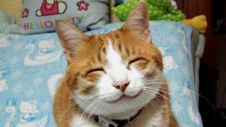 🐱СМЕШНЫЕ КОТЫ!