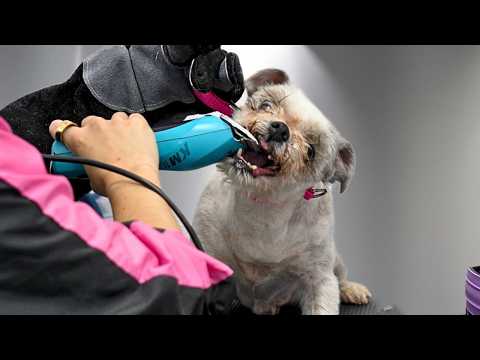 Aggressive Rescue Dog Tries to Bite Me During Grooming Transformation