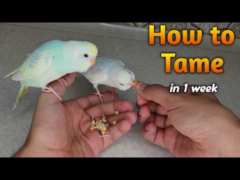 Tame Your Budgie in 7 Days! (4 SECRET Tricks)