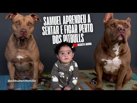 Samuel aprendeu a sentar do lado dos pitbulls 🐶👶🏻❤️ #assista