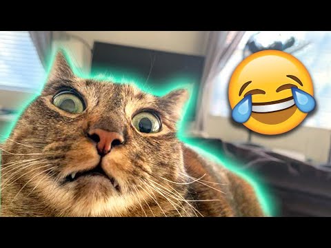 Belly Laughs : The Funniest Animal Moments Ever! | Cari Channel