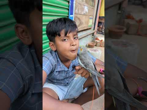#মিরপুর মাত্র ১২০০টাকায় পাখি আলী রাজ